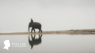 tulus gajah official music video 