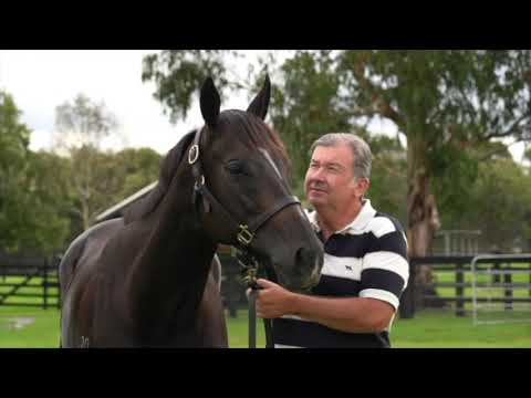 2021 Magic Millions GC National Broodmare Sale - Bella Vella