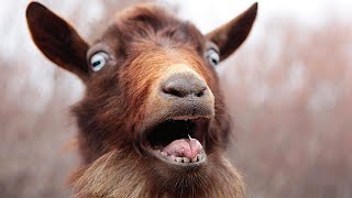 20 WTF Facts You Won't Believe