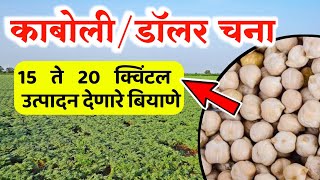 काबोली किंवा डॉलर चना टॉप बियाणे 🔥 Doller harbhara Top biyane konti