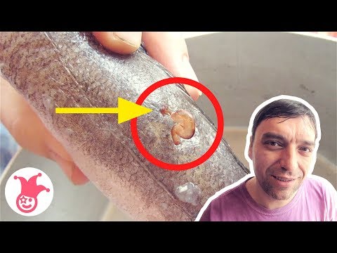 ✅ ВЫ ТОЧНО НЕ ВИДЕЛИ - паразит на рыбе? / Приколы