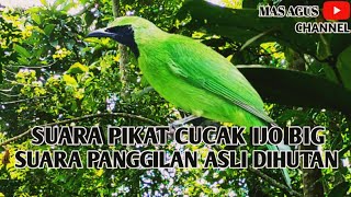 Download lagu SUARA PIKAT CUCAK IJO BIG mp3