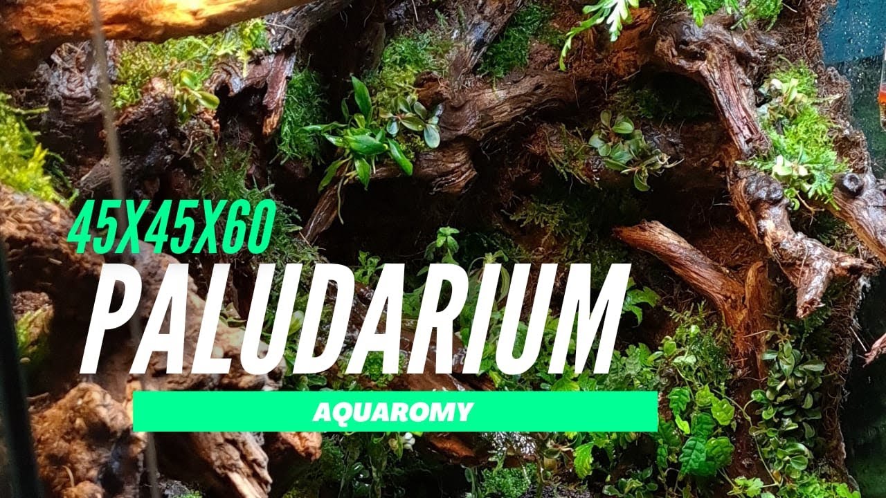 Paludarium 45x45x60