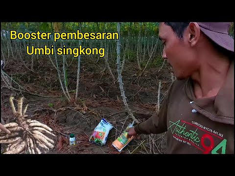 , title : 'booster pembesaran umbi singkong'