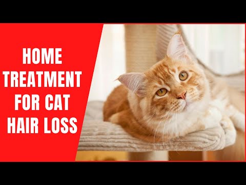 Home Treatment For Cat Hair Loss😿How to Quickly Stop Cat's Hair Fall