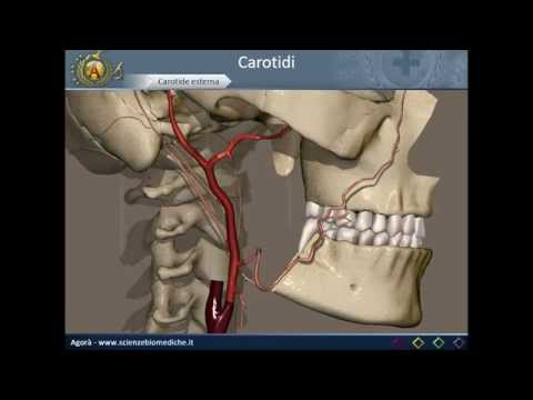 Apparato cardiocircolatorio 12: Carotidi