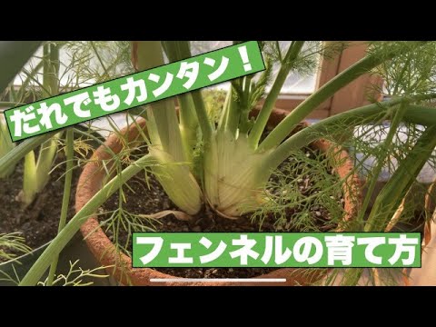 スパイス入りフェンネル 植物