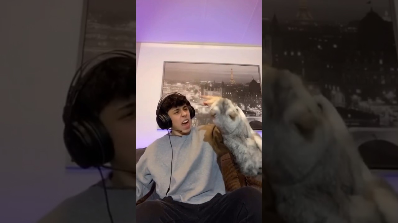 MY CAT LITERALLY YEETED HIMSELF😂 #cats #funny #gato