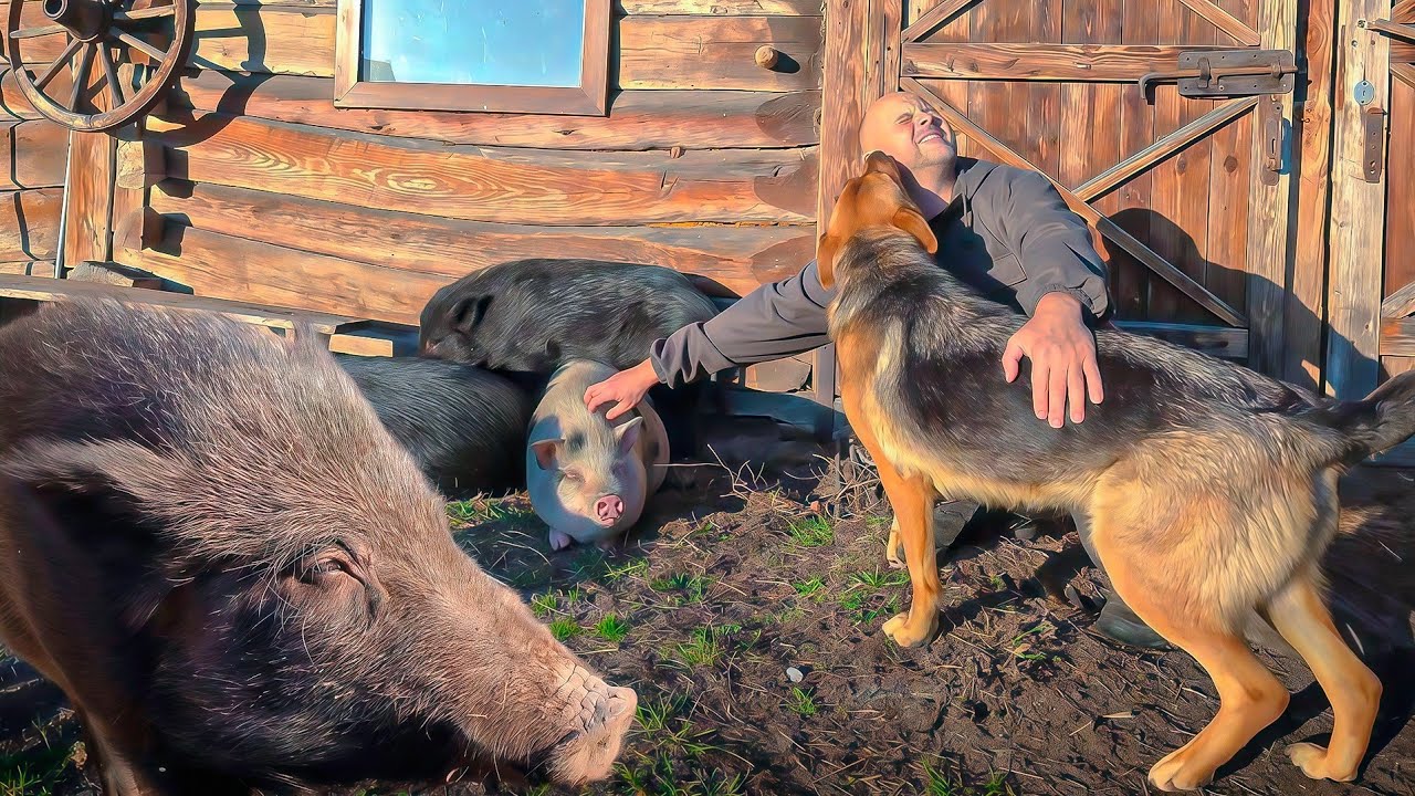 Беда не приходит одна. Спасаем кабана и водоём. Винтажный интерьер.  Мутные в?