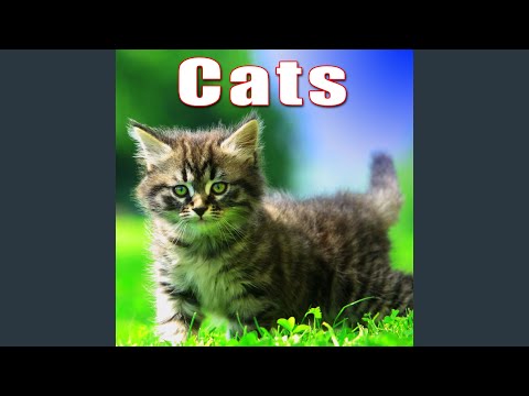 Domestic Cats Fighting, Yowling & Hissing