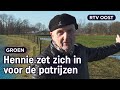 Patrijzen verjaagd door bouw industrieterrein Almelo | RTV Oost
