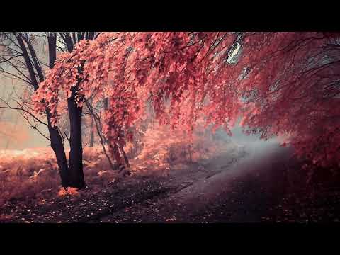 Quebonafide, Kartky, Gedz - Manekin (BLEND)