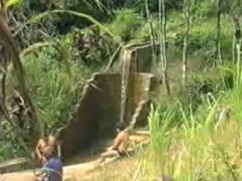 CACHOERINHA DO SÍTIO DO OSMAR