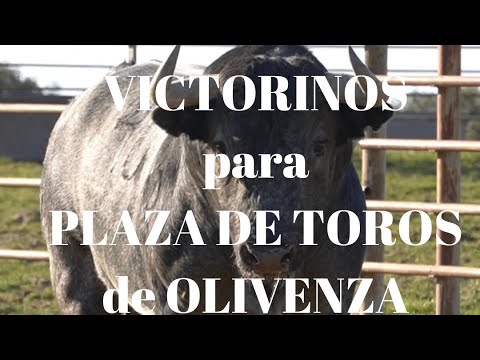 4 TOROS VICTORINOS, para Corrida de Toros Mixta ( Rejoneo y Toreo a pie) en OLIVENZA