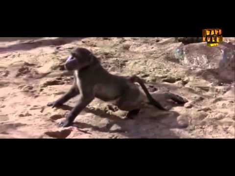 Ha ha ha!! Bash ya wanyama imeshika! - Ep 66