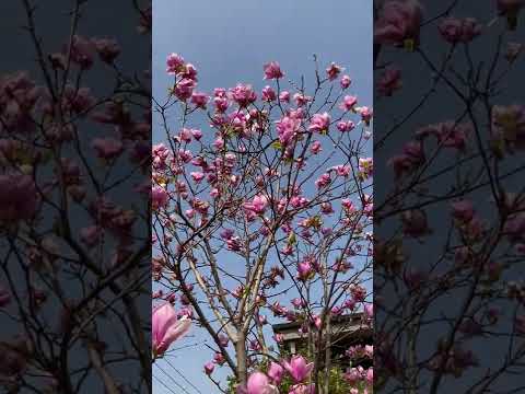 ユリモクレン、ユランモクレン 植物