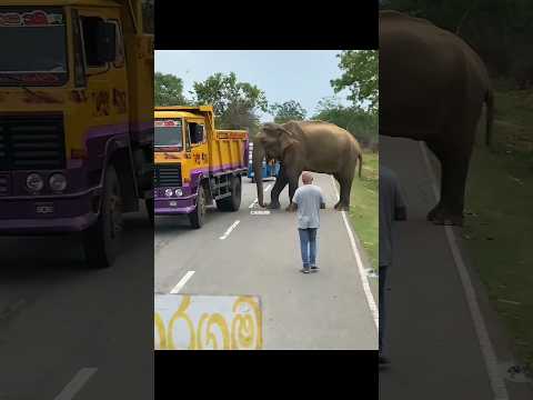 Real Elephant Blocks Road to Save Her Family 🐘❤️ Emotional Rescue Story | Heart Touching