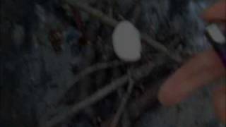 Fukushima Japan nuclear crisis direct effect on American economy