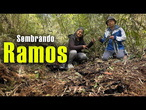 Sembramos 150 Plantas de Ramos 🌿 | Especie en Peligro de Extinción
