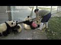 Panda cubs and nanny Mei’s war Ⅱ