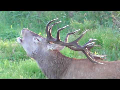 Hirsch Brunft September 2020