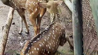 Download lagu Rusa tutul. mp3