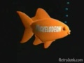 Nick Bumper Fish