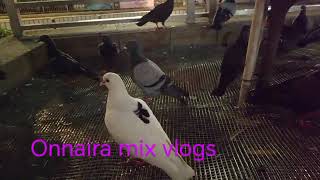 Mga Kalapating Hindi Takot Sa Tao#Nag Holiday Din Sila#Satisfyingvideo🐦‍⬛🦤🐦