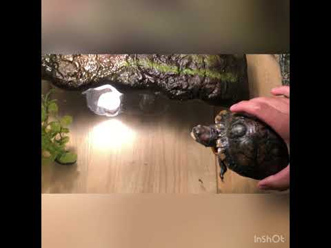 New 75 gallon turtle tank setup, for 2 rescued turtles