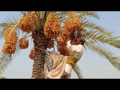 Dates palm Harvesting by Shaking Machine | Packing Dates  | Agricultural Technology | Dates palm