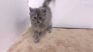 サイベリアンの動画01