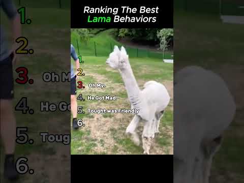 Ranking BEST LAMA Moments! 🦙