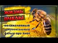 ЖИЗНЬ ПЧЕЛЫ. Великолепный документальный фильм про пчел !