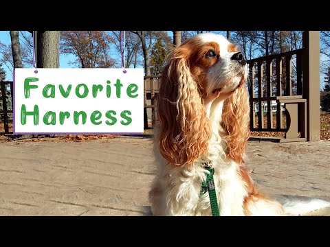 No Pull Dog Harness Review | 2 Hounds Design Freedom No-Pull Dog Harness