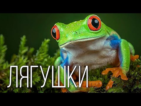 Лягушка: Бесхвостая Амфибия | Интересные факты про лягушек