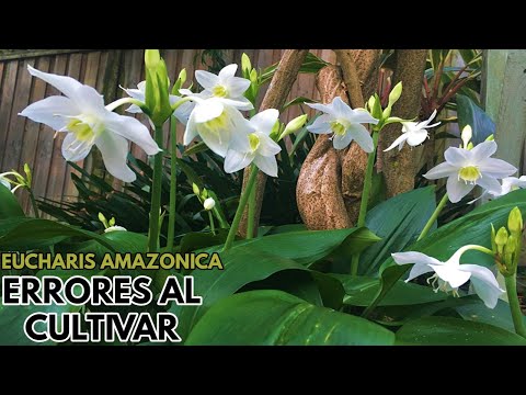 , title : 'eucharis amazonica errores de cultivo chuyito jardinero'