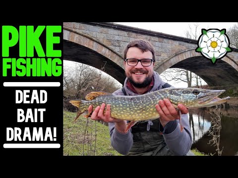 PIKE FISHING| roving a SMALL RIVER catching PIKE! (crazy otter)