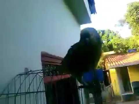 Papagaio gritando gol do galo