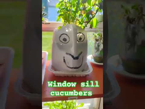 , title : 'window sill cucumbers 🥒🥒 #gardening #gardeningvideos #gardenlife #cucumber #happy #garden'