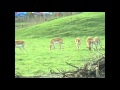 Blackbuck And Wildebeest At Longleat Safari Park