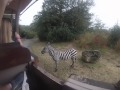 Zebra On A Safari Disney S Animal Kingdom