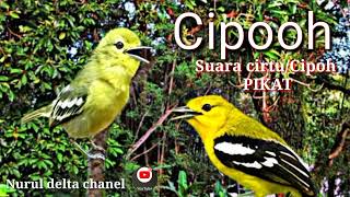 Download lagu Suara pikat burung sirtu yang susah turun. mp3