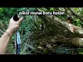 Pikat Burung Murai Batu Di Dalam Hutan