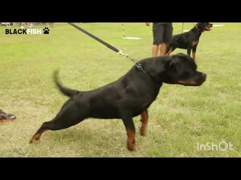 World best Rottweiler dog training🐕 watch the video