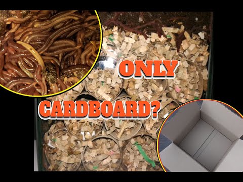 Watch Time Lapse of Compost Worms Eating ONLY Cardboard