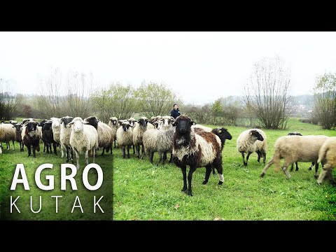 Koliko je teško baviti se ovčarstvom? - AGRO KUTAK