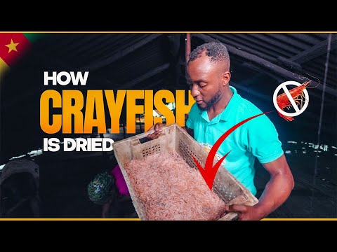 I Visited The Largest Crayfish Production Community in Cameroon - How Crayfish is Dried in Africa.