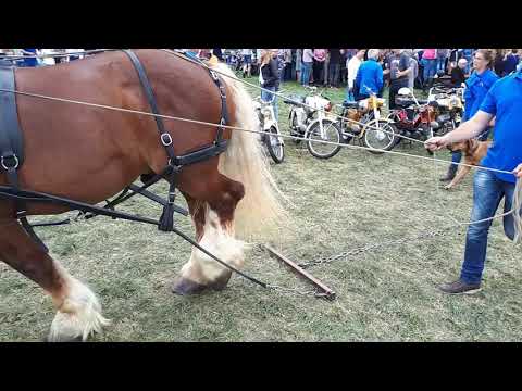 Fokveedag hellevoetsluis(1)