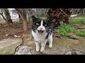 Tuxie The Cat Talks To Us With Her Cutest Meows And Trills