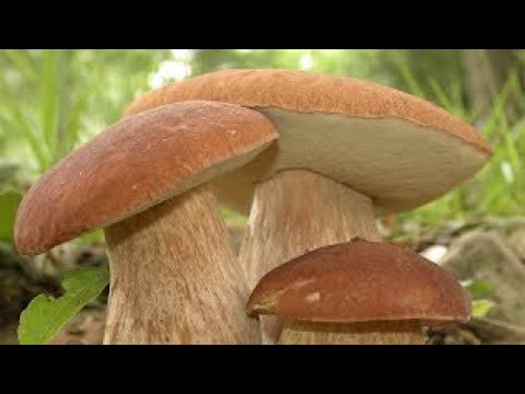 This mushroom helps prevent cancer, see how to find it and harvest it properly